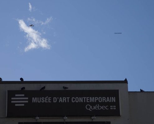 Patrick_Berube_Oiseau_Malheur